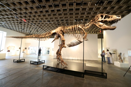 恐竜　化石　骨格　標本　アメリカ獣脚類　ティラノサウルス類　26mm T・レックスの骨格標本、過去最高の81億円で落札 米サザビーズ