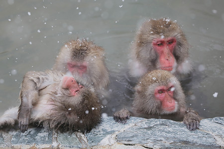 サルも温泉でポカポカ 時事通信ニュース サルも温泉でポカポカ 時事通信ニュース