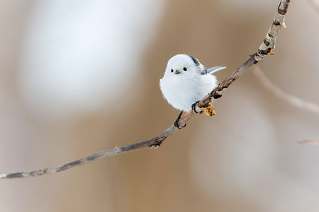 ふんわり 雪の妖精 時事通信ニュース ふんわり 雪の妖精 時事通信ニュース