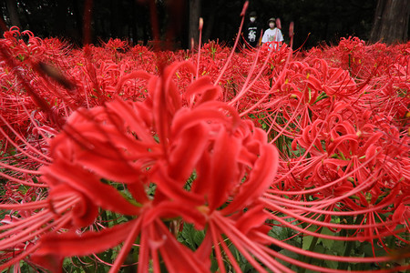 ヒガンバナが見頃 時事通信ニュース