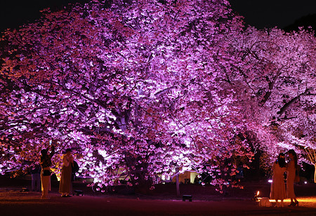 ４年ぶりに夜桜公開 | 時事通信ニュース