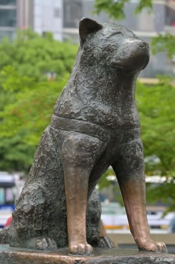 写真】時代を見つめた忠犬ハチ公 (35/35) | 時事通信ニュース