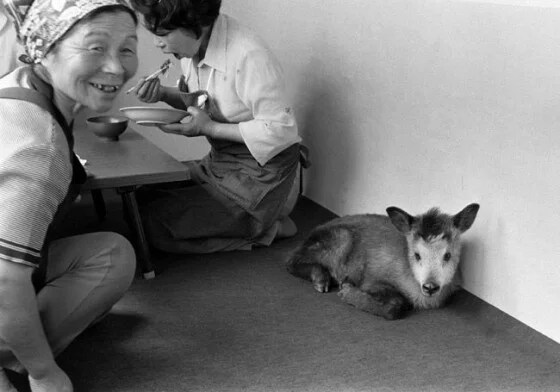 写真】国の特別天然記念物に指定された動物 (8/23) | 時事通信 写真】国の特別天然記念物に指定された動物 (8/23) | 時事通信