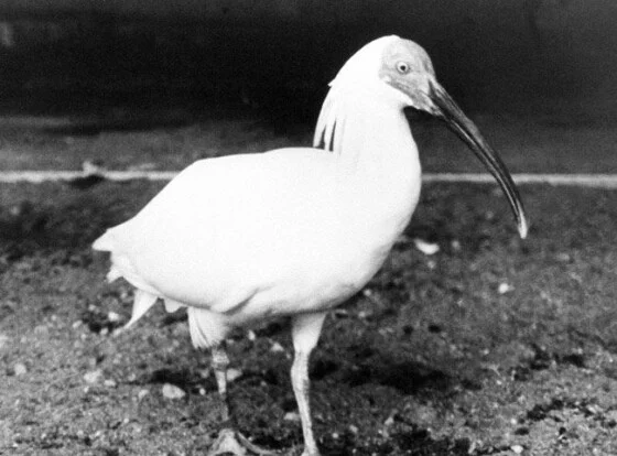 写真】国の特別天然記念物に指定された動物 (8/23) | 時事通信