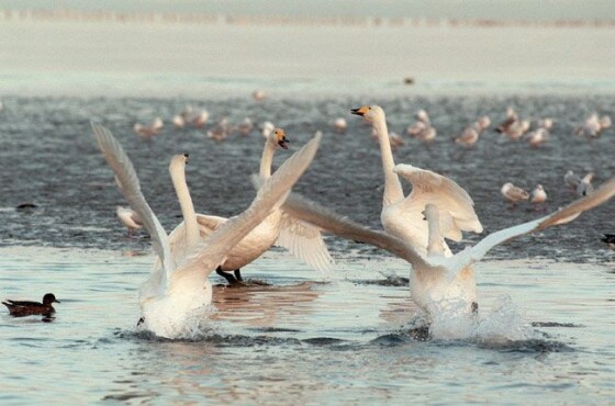 写真】国の特別天然記念物に指定された動物 (20/23) | 時事通信