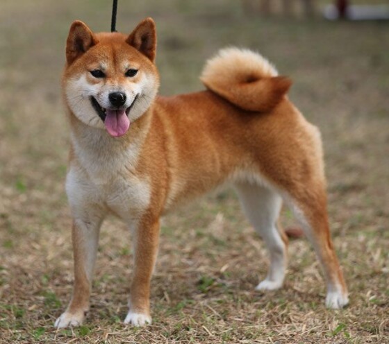 写真 海外でも人気 柴犬と秋田犬 時事通信ニュース