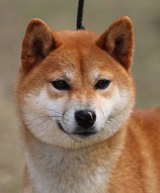 写真 海外でも人気 柴犬と秋田犬 2 30 時事通信ニュース
