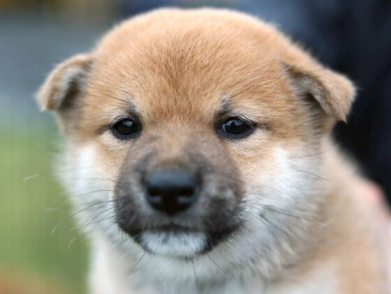 写真 海外でも人気 柴犬と秋田犬 3 30 時事通信ニュース