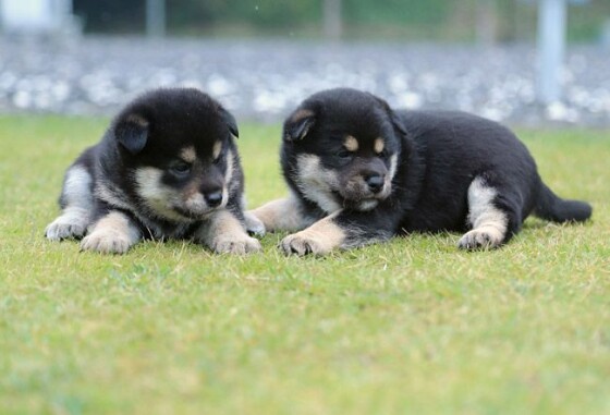 写真 海外でも人気 柴犬と秋田犬 4 30 時事通信ニュース