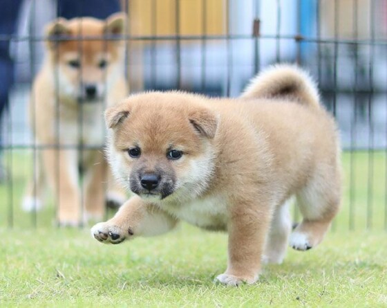 写真 海外でも人気 柴犬と秋田犬 6 30 時事通信ニュース