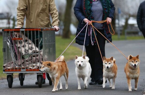 写真 海外でも人気 柴犬と秋田犬 17 30 時事通信ニュース