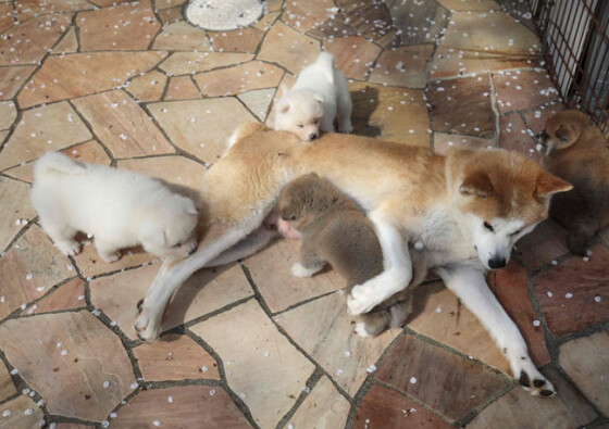写真 海外でも人気 柴犬と秋田犬 24 30 時事通信ニュース