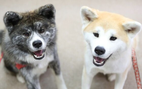 写真 海外でも人気 柴犬と秋田犬 27 30 時事通信ニュース