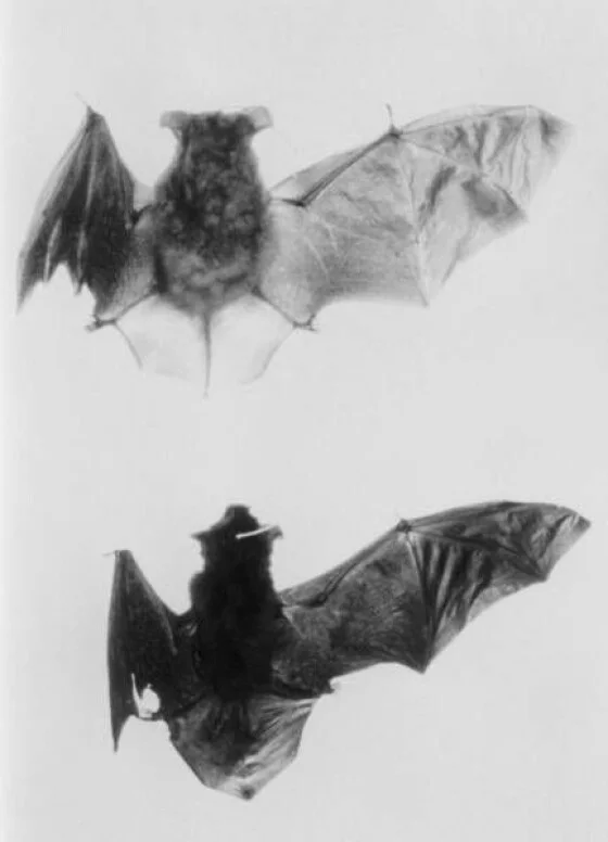 写真】新種だよ 珍種も集合 (61/66) | 時事通信ニュース