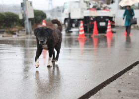 能登半島地震で避難所となっている町役場周辺をさまよう犬＝１月７日、石川県穴水町