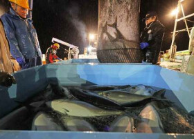石川県珠洲市で震災後初となる定置網漁を再開し、ブリなどを水揚げする漁師ら＝２０２４年１月、同市の蛸島漁港