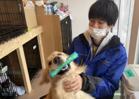 預かった犬の世話をする「わんにゃんデイケアハウス珠洲」のスタッフ＝３月２３日、石川県珠洲市