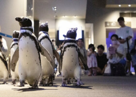 能登半島地震で被災した「のとじま水族館」に返されるのを前に、避難先のすみだ水族館で散歩の様子が一般公開されたマゼランペンギン＝２６日午前、東京都墨田区