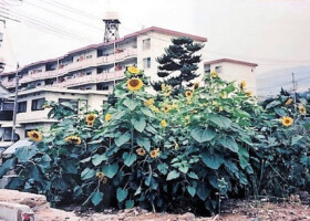 阪神大震災で亡くなった加藤はるかさんの自宅跡地に咲いたヒマワリ＝１９９５年、神戸市東灘区（ＮＰＯ法人「阪神淡路大震災１．１７希望の灯り」提供）