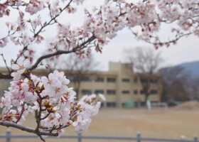 桜と校舎（イメージ）
