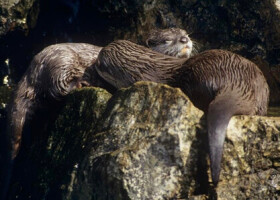 野生のコツメカワウソ（Ｃ）Ｄａｖｉｄ　Ｌａｗｓｏｎ　ＷＷＦ―ＵＫ（本文のカフェとは関係ありません）