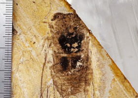 約３０万年前（更新世中期）の岩石から見つかったセミの全身化石（相場博明さん提供）