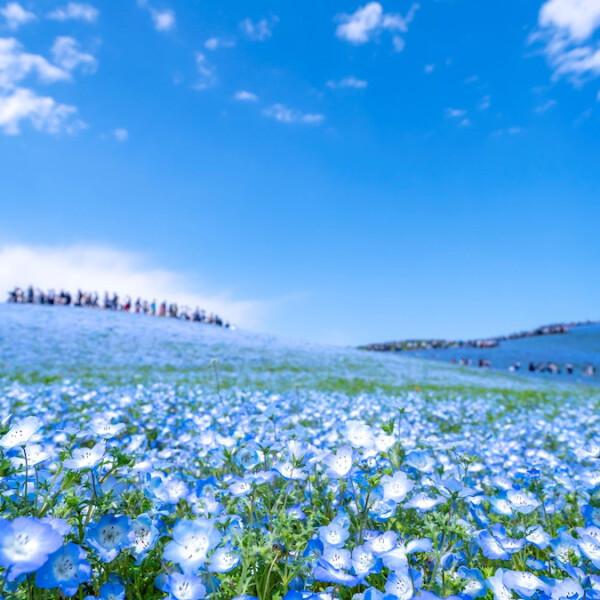茨城県