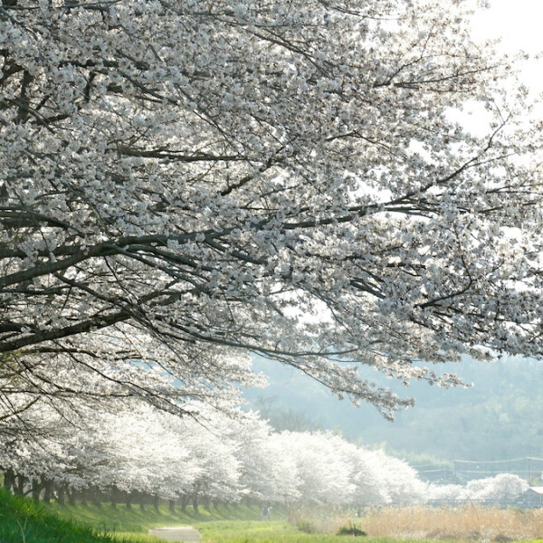 埼玉県本庄市