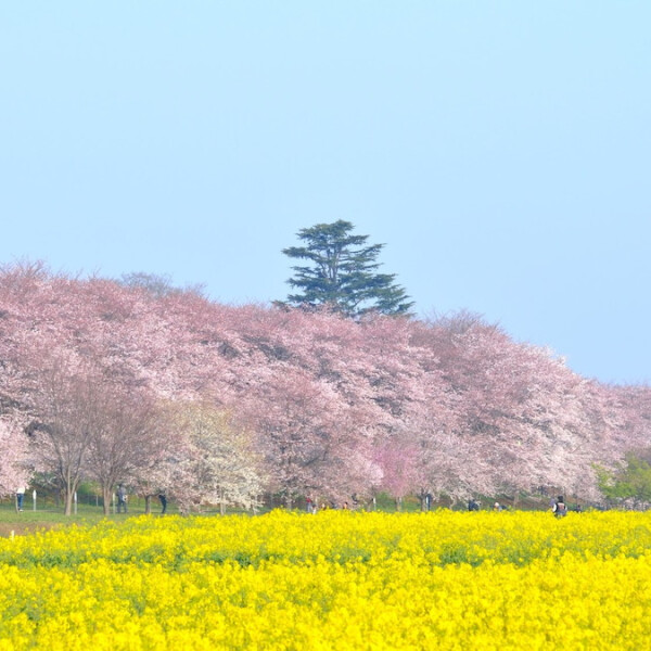 埼玉県幸手市