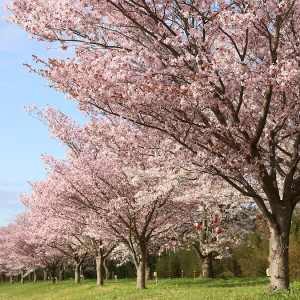 茨城県常陸大宮市