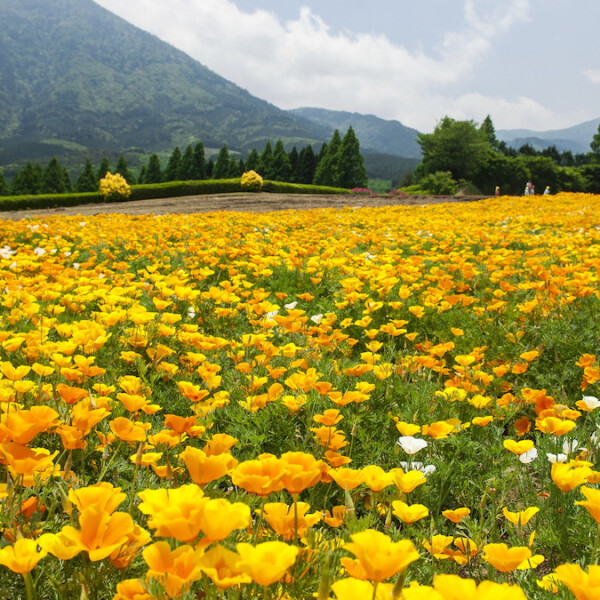 宮崎県小林市